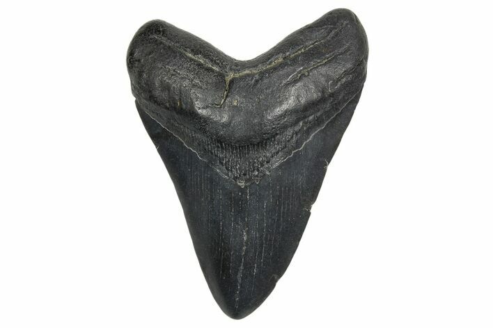 Fossil Megalodon Tooth - South Carolina #370008